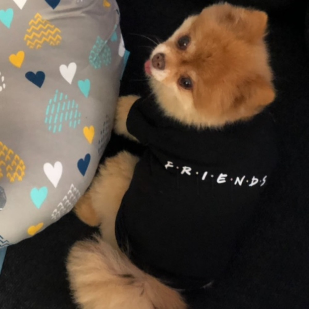 FRIENDS Dog Shirt for Small Dog